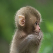 Cute monkey